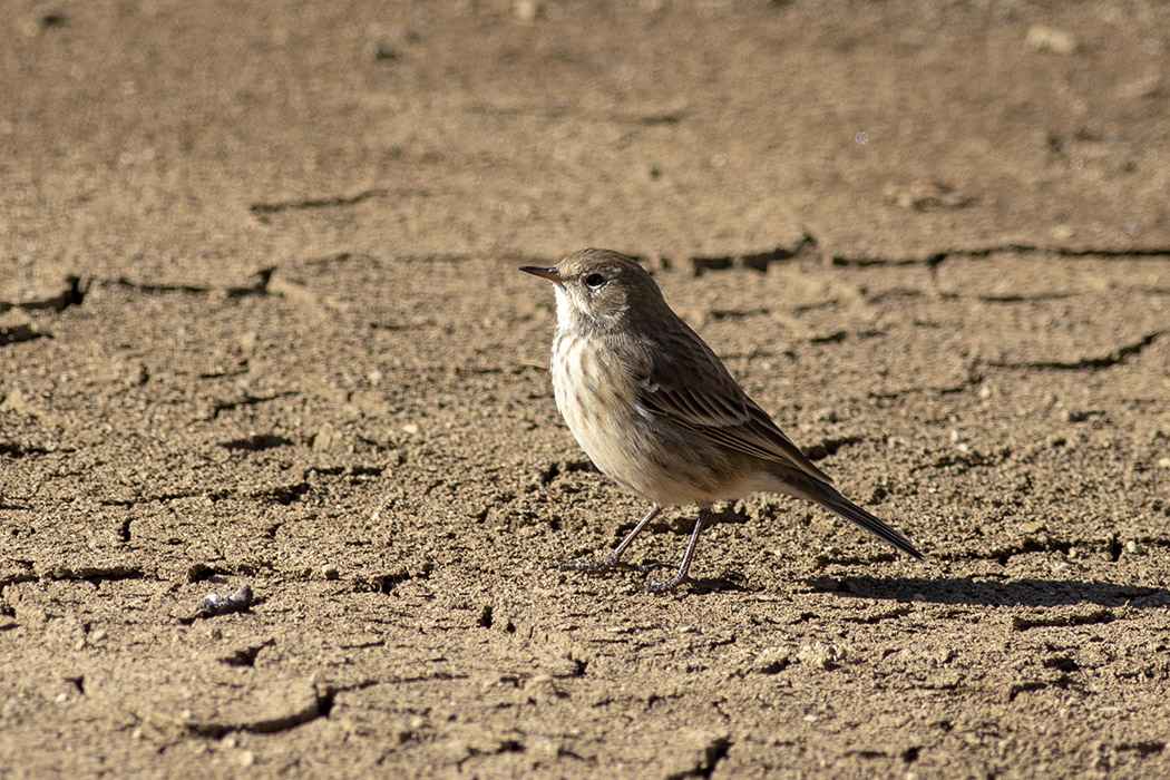 Water Pipit
